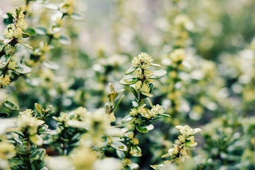 [26062] Myrtus Communis P.E. 4:1