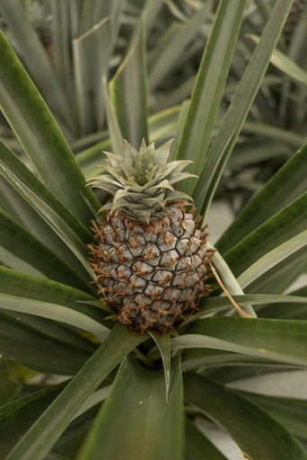 [26141] Bromelain ex Pineapple P.E. 3000 FIP