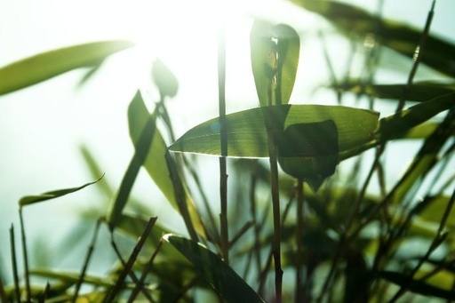 [26151] Bamboo sprout P.E. 10:1