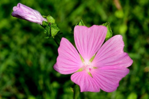 [26177] Malva Flower P.E. 4:1