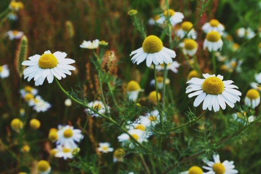 [26254] FM Chamomile P.E. 2,5% Apigenin