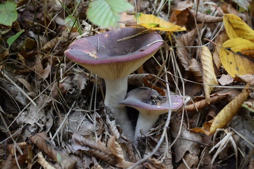 [26269] FG Almond Mushroom P. (18845)