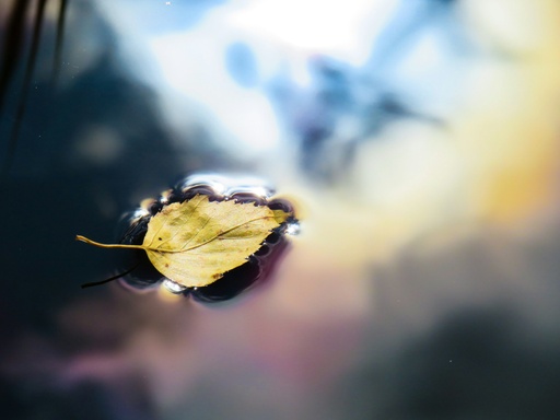 [26283] Birch leaf P.E. 2,5% Hyperosides
