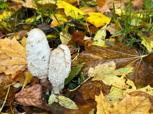 [26297] Coprinus Comatus P. Shellbroken) (18845) 
