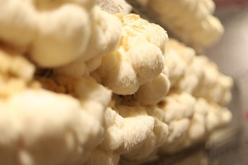 [26389] Lion's Mane P. (18885)