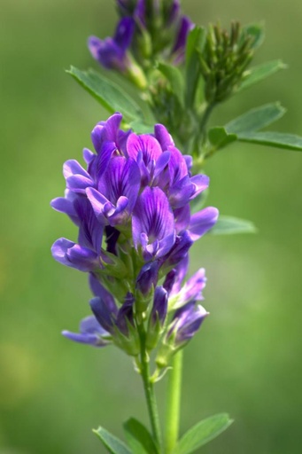 [26422] Alfalfa WS P.E. 4:1