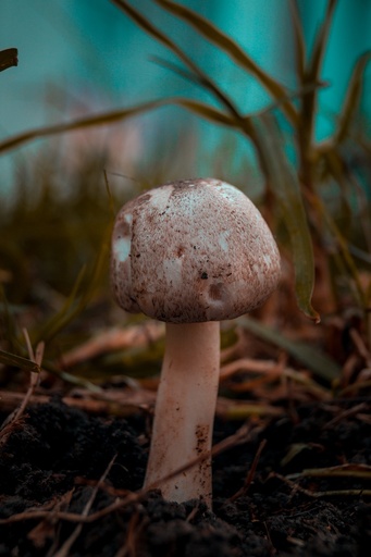 [26452] Almond Mushroom P.E. 30% Polysaccharide (18885)