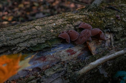 [26455] Auricularia Auricular P.E. 30% Polysaccharide (18885)