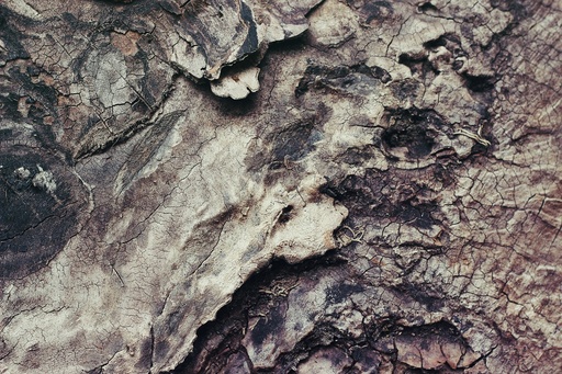 [26485] Willow Bark P.E. 15% Salicin