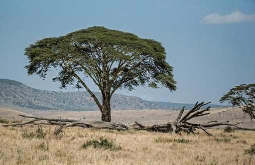 [26489] Gummi Arabicum WS P.E. 4:1 E 414