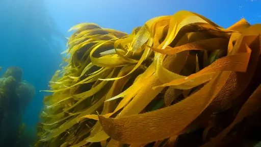 [26548] FG ORGANIC Knotted kelp P. (18846)