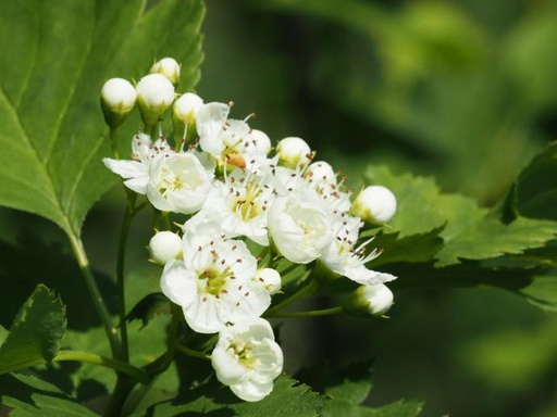 [26560] Hawthorn P.E. 5% Flavonoids