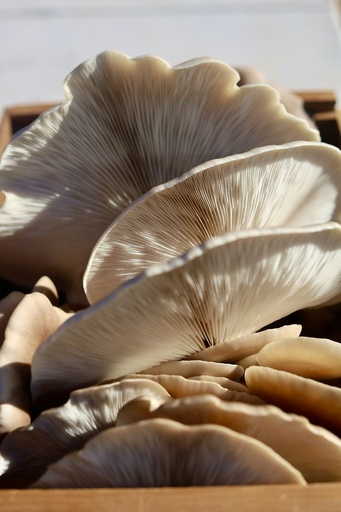 [26739] Oyster mushroom Pleurotus P. (Shellbroken) (18845)