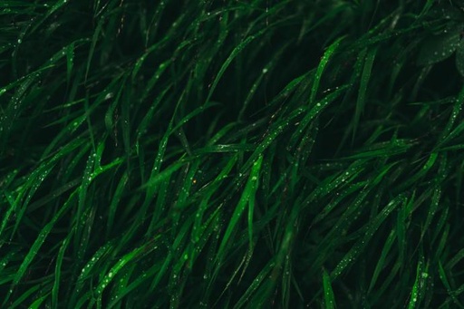 [26741] Sea lettuce P.E. 3% Magnesium