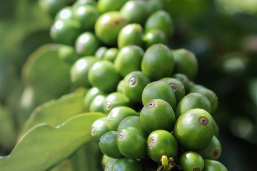 [26744] Grüner Kaffee P.E. 45% Chlorogensäure, 2% Koffein (18659)