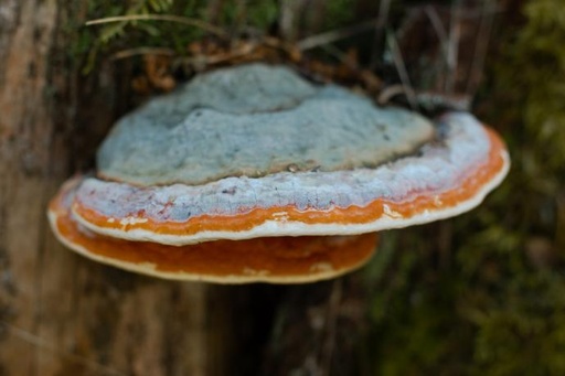 [26818] Chaga P.E. 30% Polysaccharide (18885)