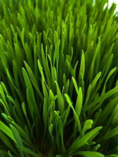 [26854] ORGANIC Wheat Grass P. (17008)