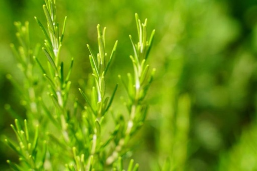 [26891] Thyme P.E. 5% Rosmarinic Acid