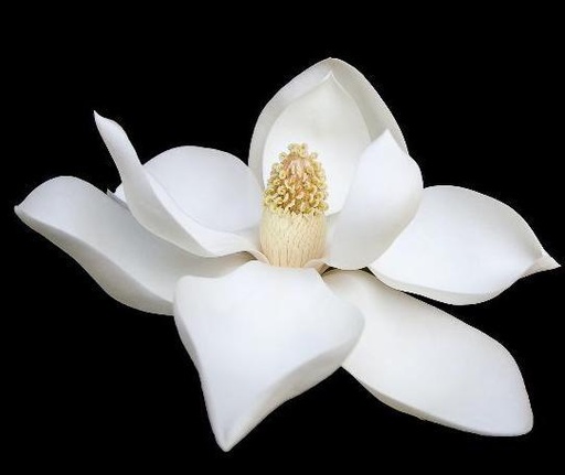 [26909] Magnolol 98% ex Magnolia P.E. (Kosmetik)