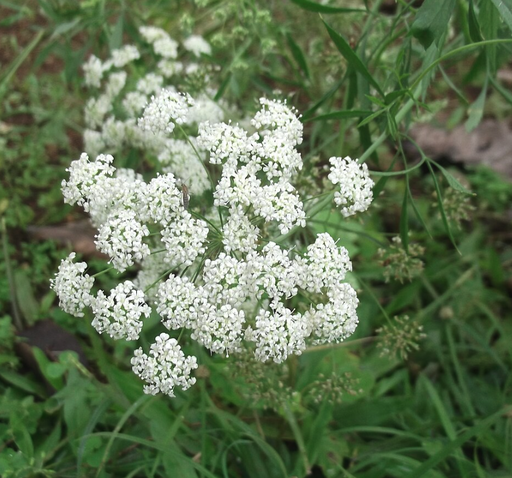 [26938] Pimpinella saxifraga WS P.E. 4:1