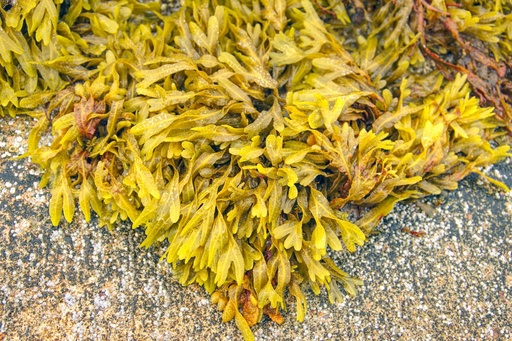 [26988] ORGANIC Bladderwrack P. (18904)