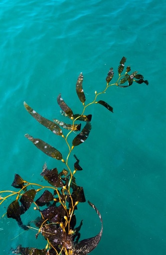 [26989] ORGANIC Sugar Kelp (18903)