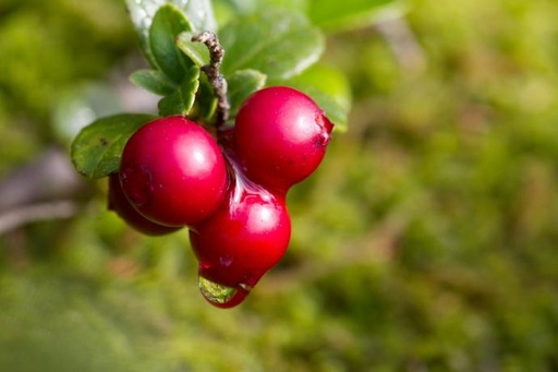 [27007] Preiselbeere Saft P. (18842)