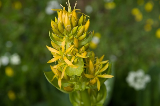 [27077] Yellow Gentian WS P.E. 4:1