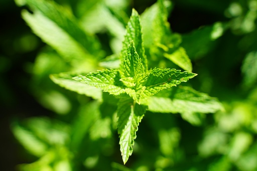 [27083] Lemon Balm WS P.E. 10:1