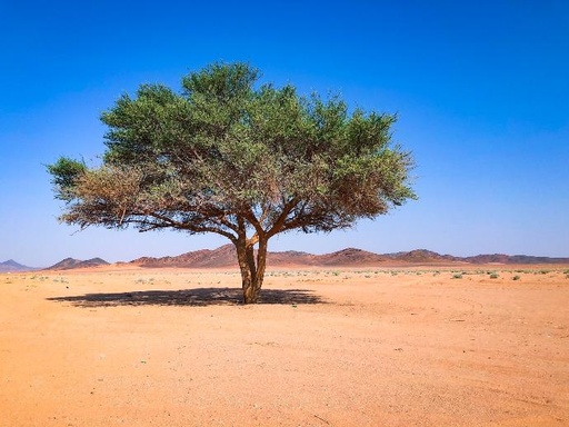 [8658] Acacia P. 60% Dietary Fiber