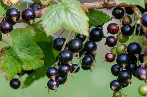 [19822] Black Currant P.E. 25% Anthocyanins