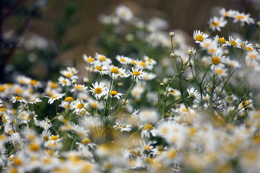 [10142] Chamomile P.E. 10% Apigenin