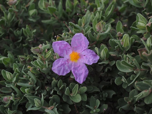 [10978] Cistus Incanus P.E. 65% Polyphenols