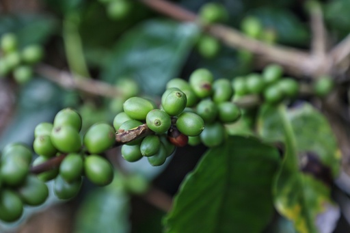 [24233] Grüner Kaffee P.E. 50% Chlorogensäure