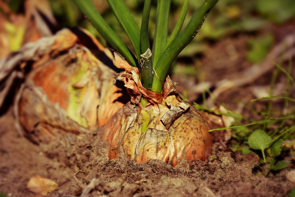 Onion P.E. 2% Allicin