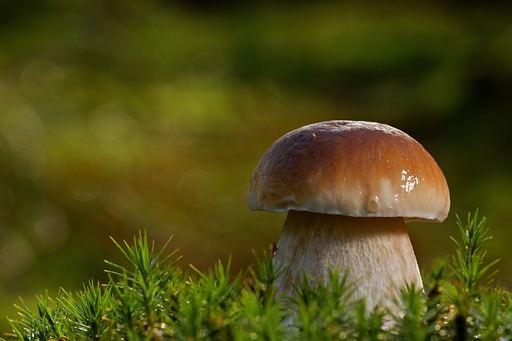 [18036] Porcini Mushroom P.E. 1% Chromium, 0.2% Selenium