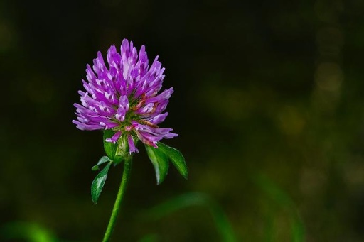 [11427] Red Clover Flower and Leave P.E. 40% Isoflavones