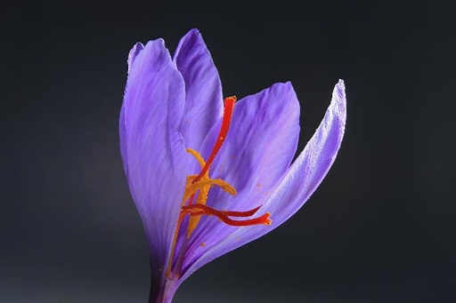 [16414] Saffron P.E 3% Crocin