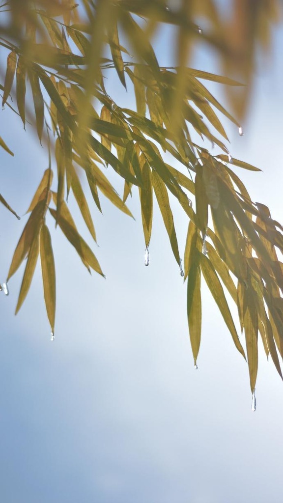 White Willow 30% Salicin P.E.