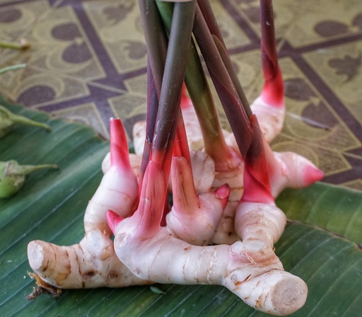 [23240] Flavones 85% ex Galangal P.E.