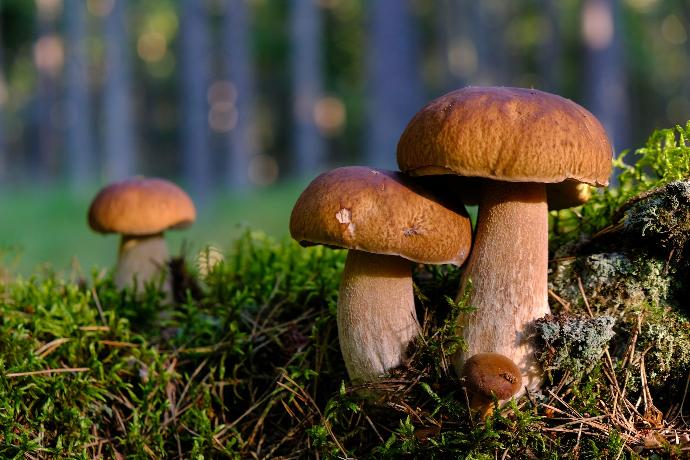 NF Almond Mushroom P.E. 20% Polysaccharides