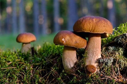 [18574] NF Almond Mushroom P.E. 20% Polysaccharides