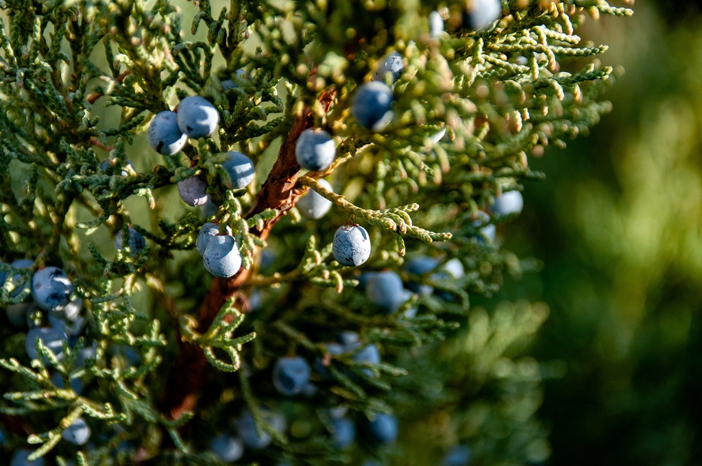 Wacholder P.E. 5% Luteolin