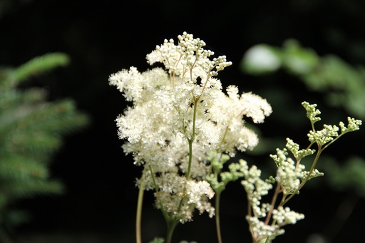 [18329] Meadowsweet WS P.E. 10% Tannins