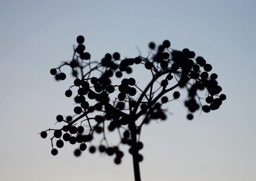 [20406] Black Elderberry P.E. 25% Polyphenols, 5% Anthocyanins