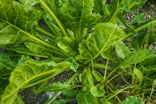 [16708] Spinach P.E. 40% Edcysterones